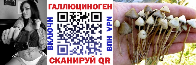 купить   Остров  Псилоцибиновые грибы Psilocybine cubensis 